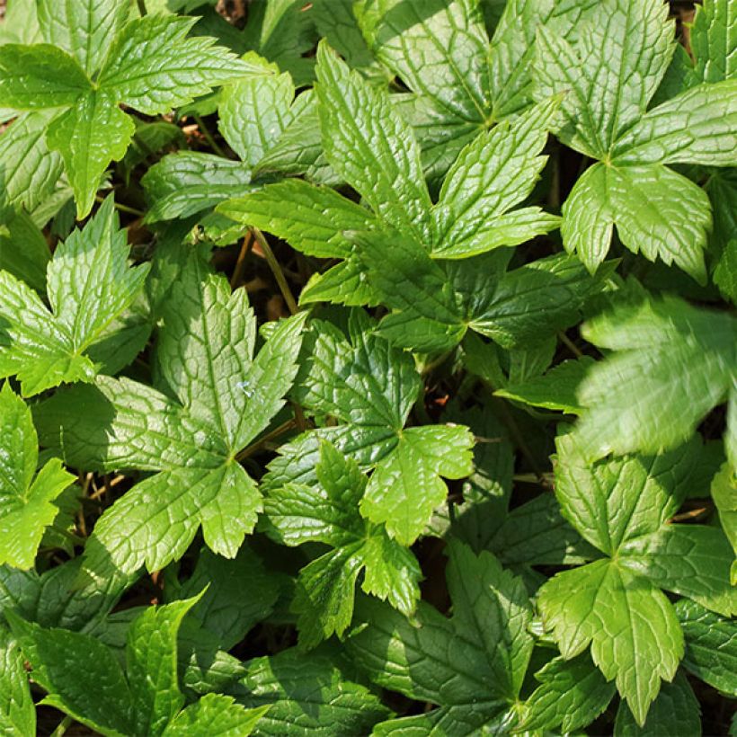 Géranium vivace nodosum Silverwood (Foliage)