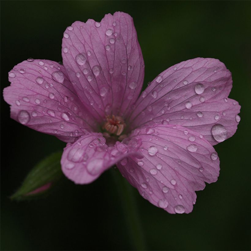 Géranium vivace oxonianum Rosenlicht (Flowering)