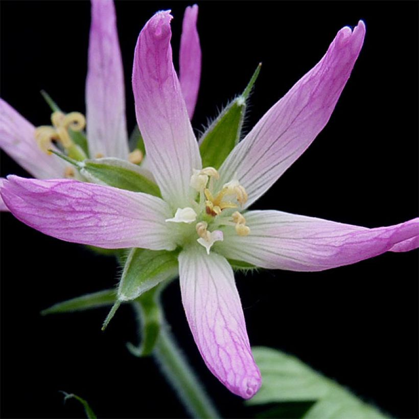 Géranium vivace oxonianum Sherwood (Flowering)