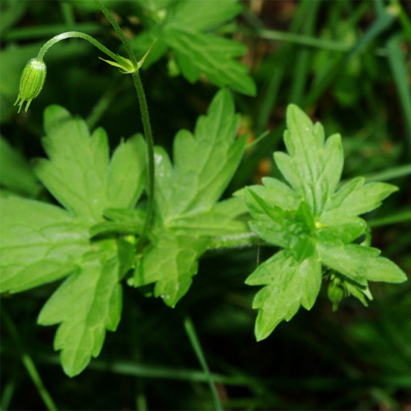 Géranium vivace palustre (Foliage)