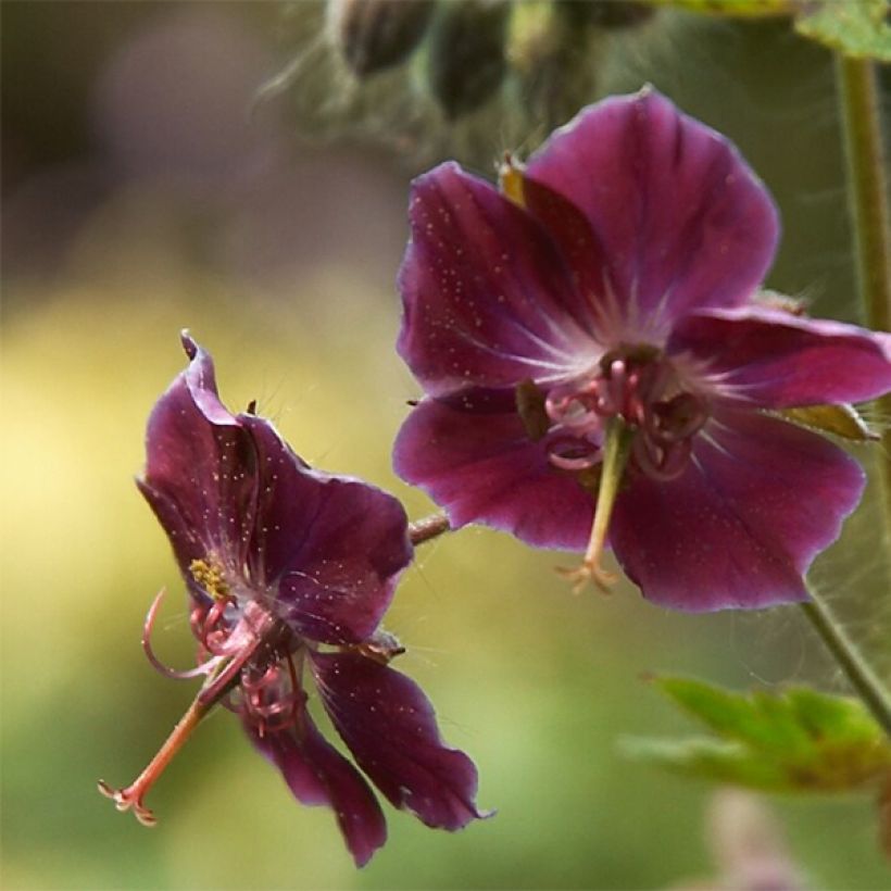Géranium vivace phaeum Samobor (Flowering)