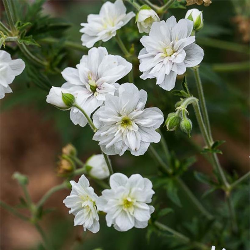 Géranium vivace pratense Double Jewel - Géranium des prés (Flowering)