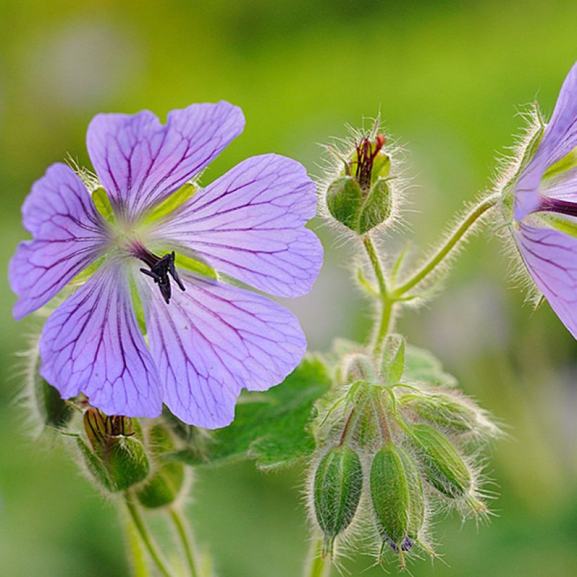 Géranium vivace Philippe Vapelle (Flowering)