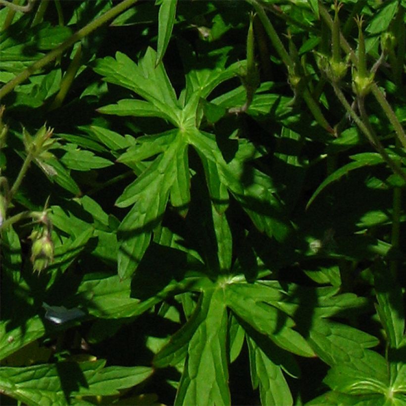 Géranium vivace richardsonii (Foliage)