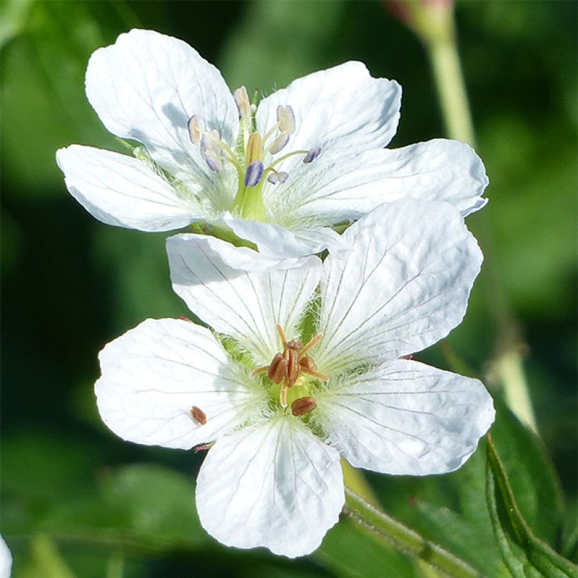 Géranium vivace richardsonii (Flowering)