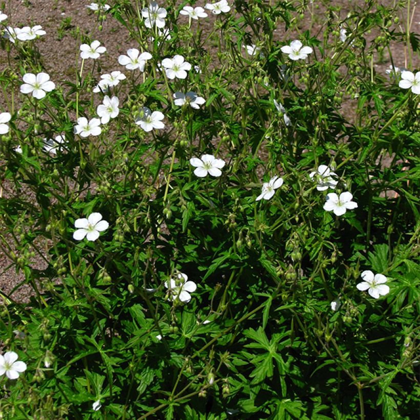 Géranium vivace richardsonii (Plant habit)