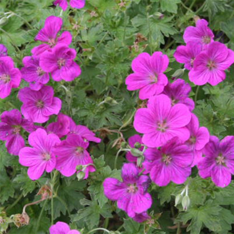 Géranium vivace riversleaianum Russell Prichard (Flowering)