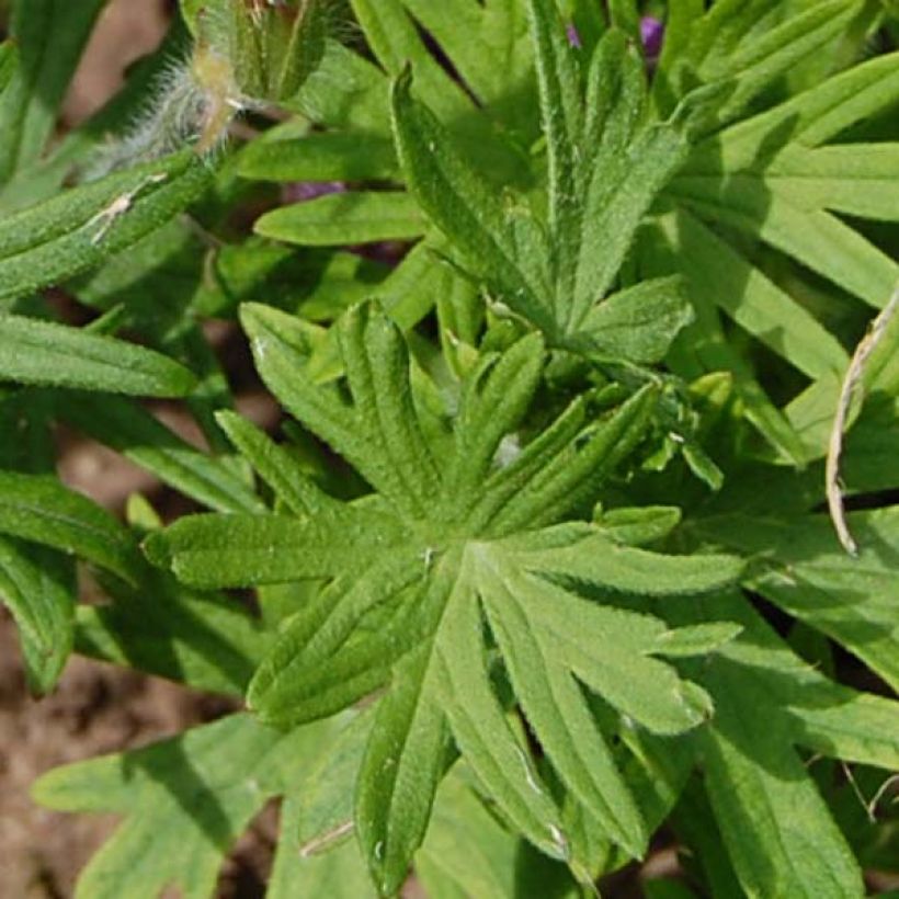 Géranium vivace sanguineum Compactum - Geranium sanguin rose pâle (Foliage)