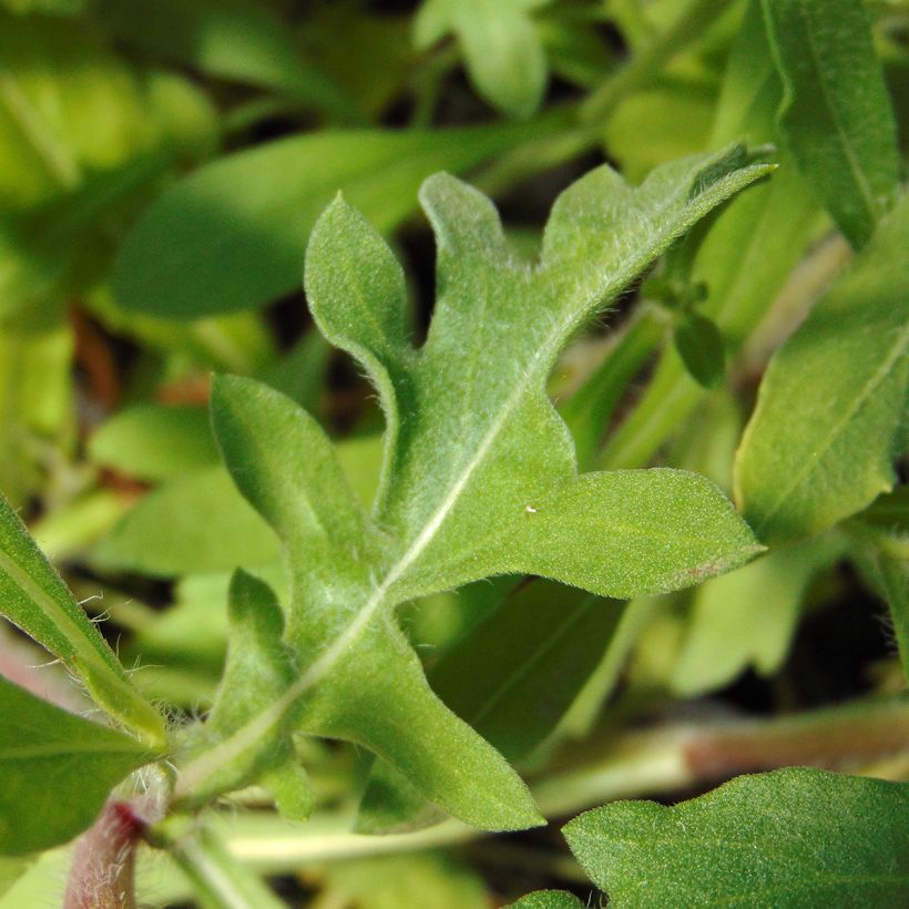 Gaillarde Bourgogne (Burgunder) (Foliage)