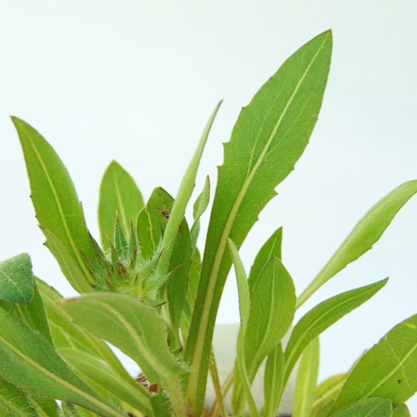 Gaillarde Kobold (Goblin) (Foliage)