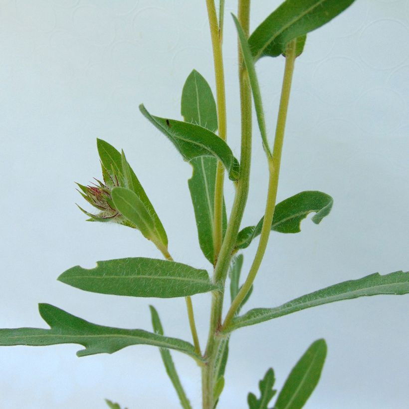 Gaillarde aristata Amber Wheels (Foliage)