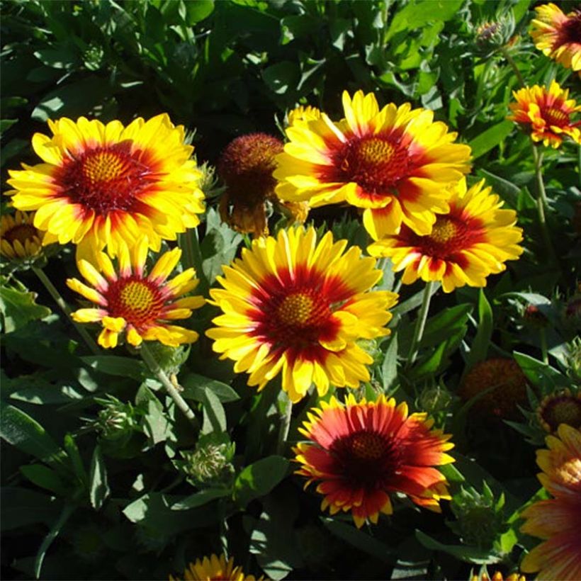 Gaillardia Mesa Bright Bicolor - Gaillarde (Plant habit)