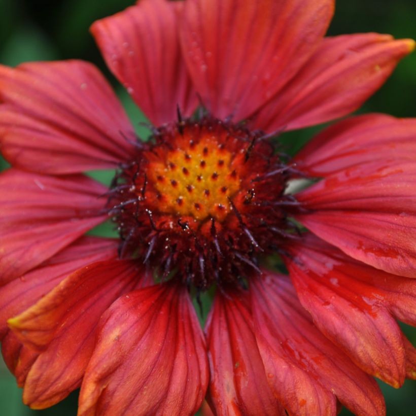 Gaillarde Bourgogne (Burgunder) (Flowering)