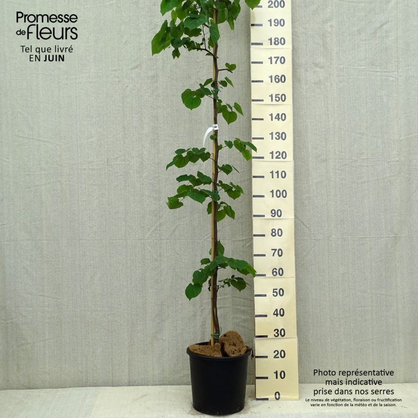 Example of Cercis canadensis Cascading Hearts - Gainier du Canada Pot de 7,5L/10L as you get in ete