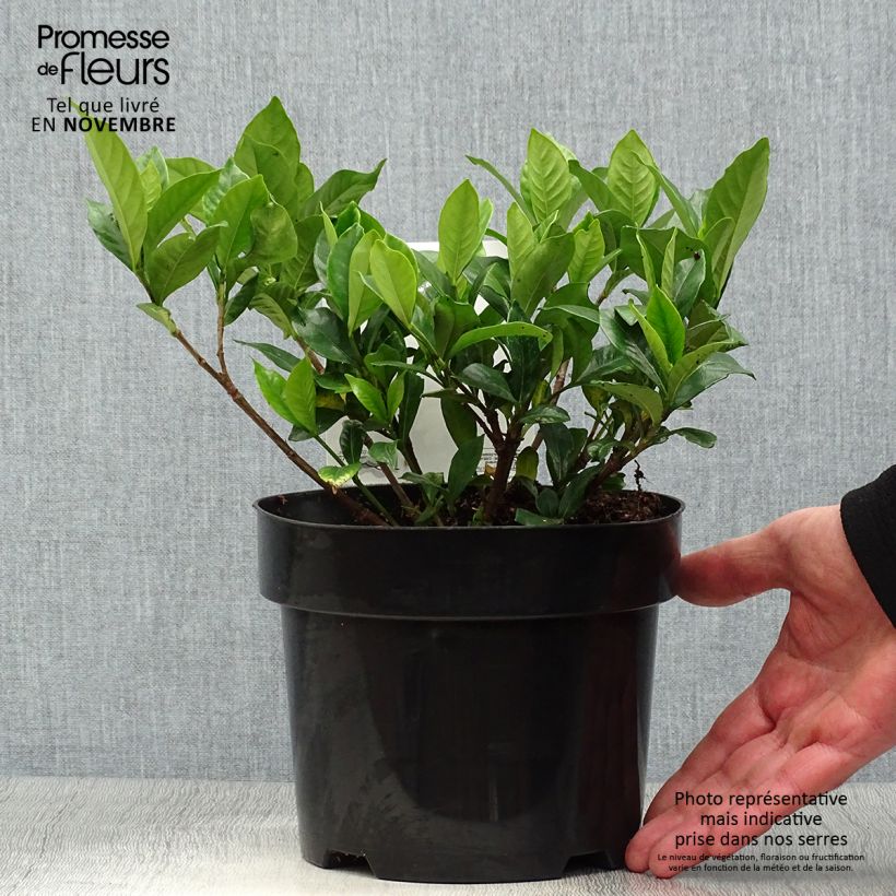 Example of Gardenia jasminoides Double Diamonds   Pot de 3L/4L as you get in automne