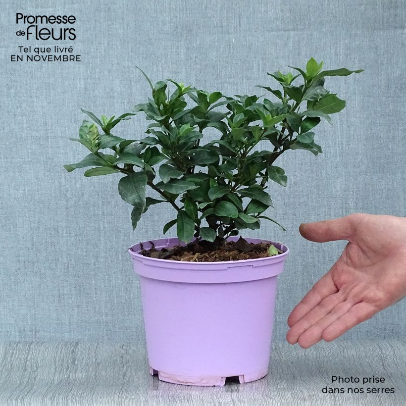 Example of Gardénia rustique Pinwheel Pot de 2L/3L as you get in automne