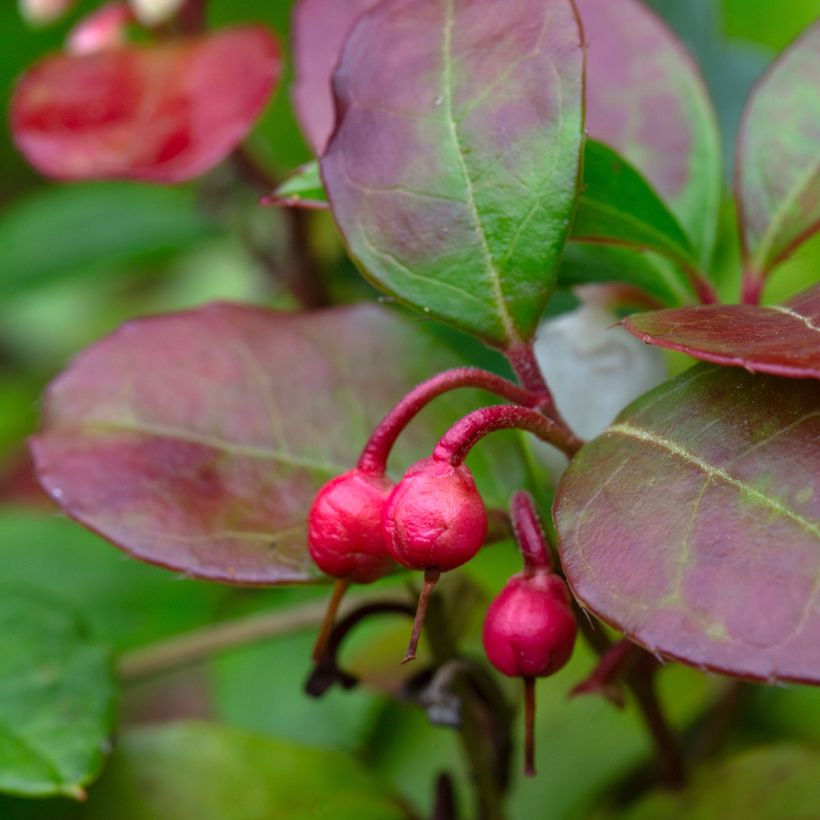 Gaultheria procumbens Big Berry - Gaulthérie couchée (Harvest)