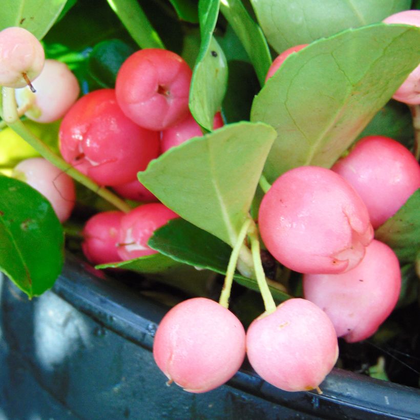 Gaultheria procumbens - Gaulthérie couchée (Harvest)