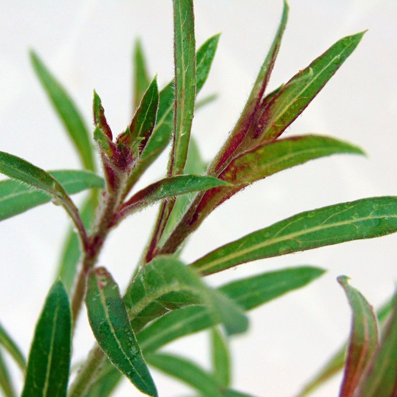 Gaura lindheimeri Blaze - Gaura de Lindheimer (Foliage)