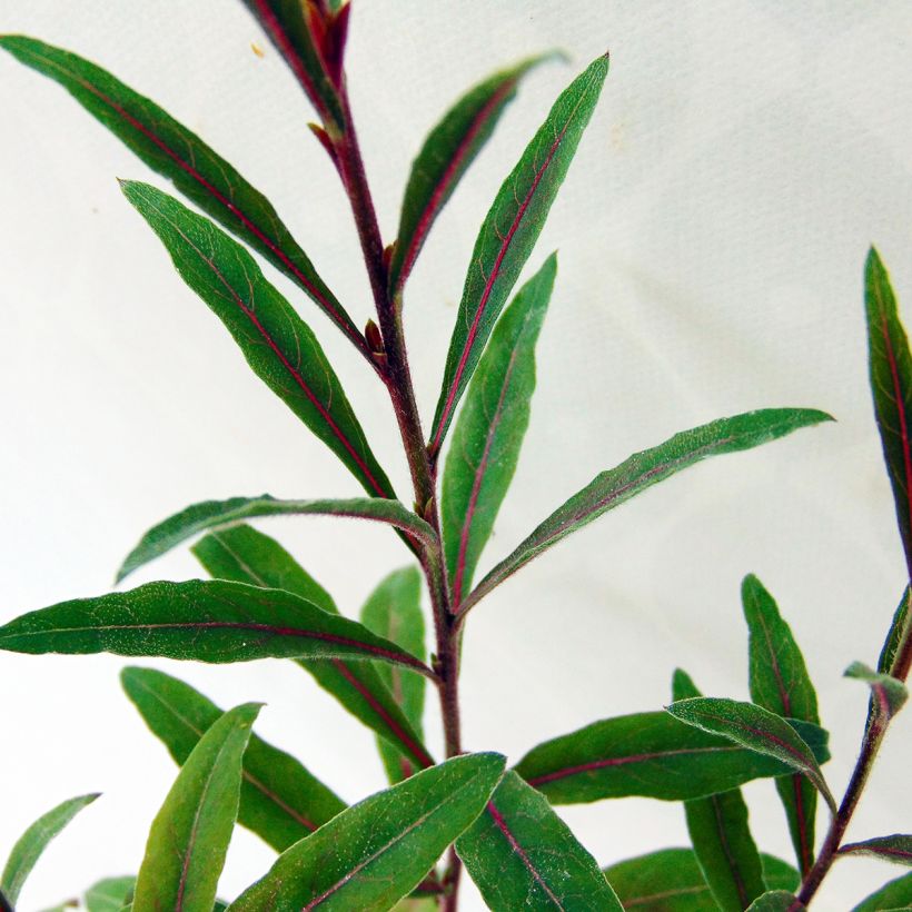 Gaura lindheimeri Cherry Brandy - Gaura de Lindheimer rose vif (Foliage)