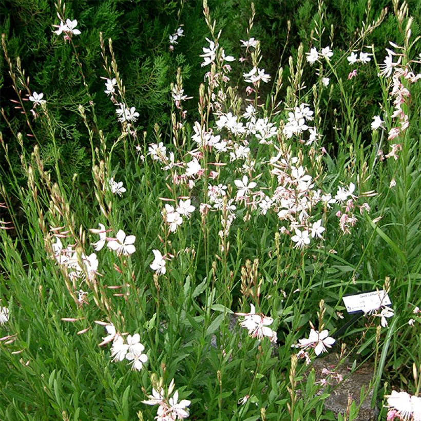 Gaura lindheimeri Corrie's Gold - Gaura de Lindheimer à feuillage panaché (Plant habit)