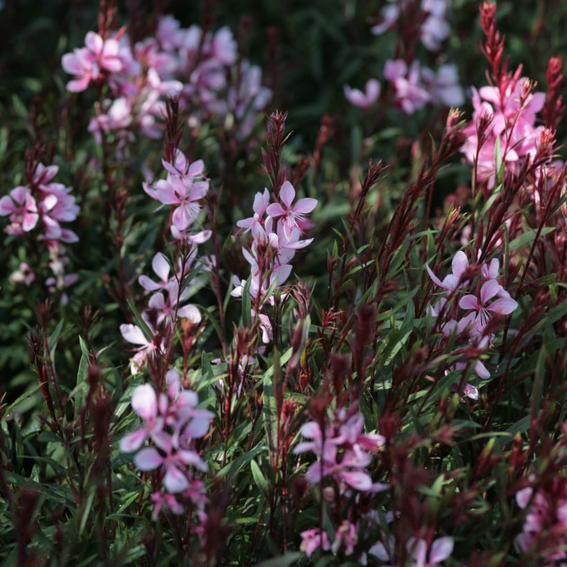 Gaura lindheimeri Passionate Blush  (Flowering)