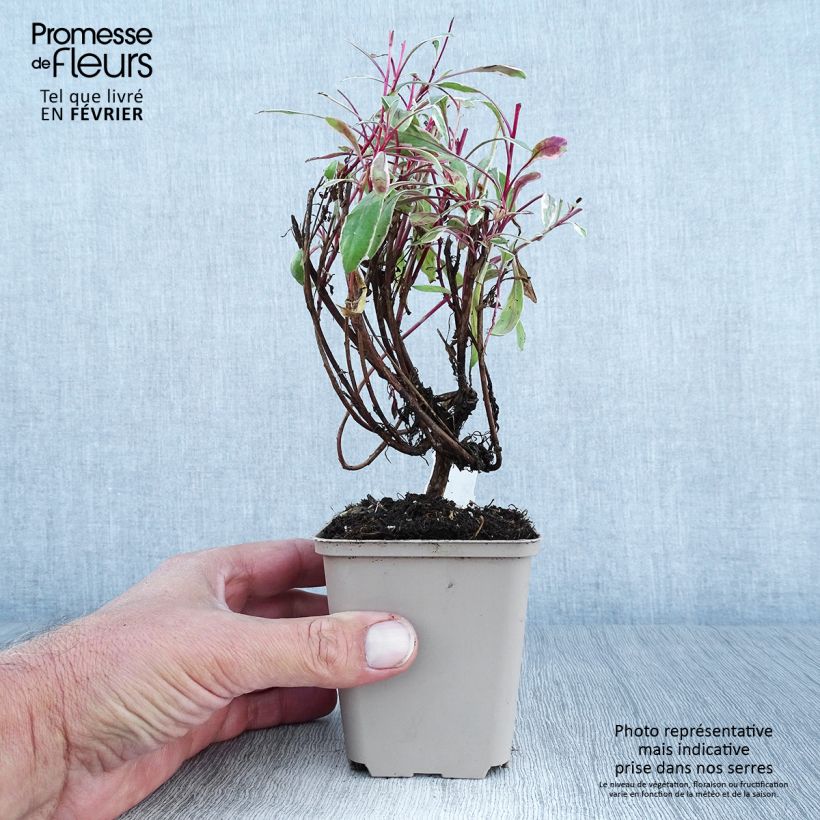 Example of Gaura lindheimeri Passionate Rainbow Godet de 8/9 cm as you get in automne