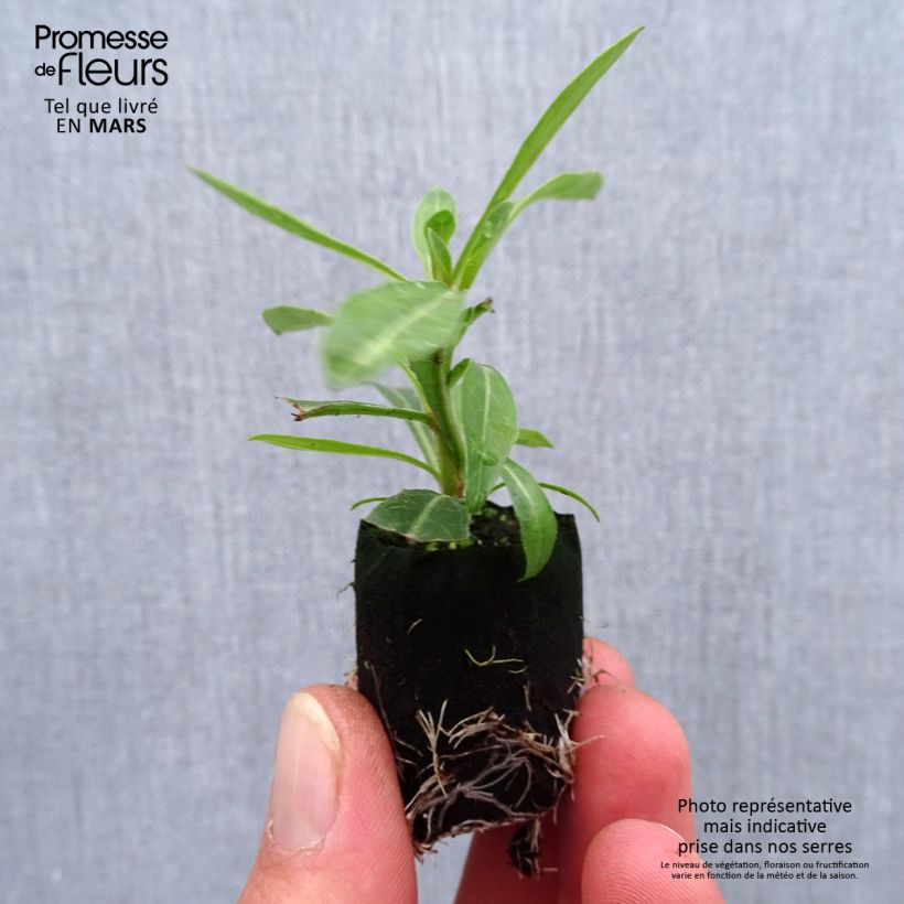 Example of Gaura lindheimeri Steffi White Mini-motte Ø 1,5/2,5 cm as you get in printemps