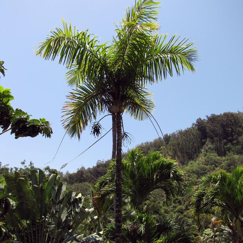 Gaussia maya - Palmier Maya (Plant habit)