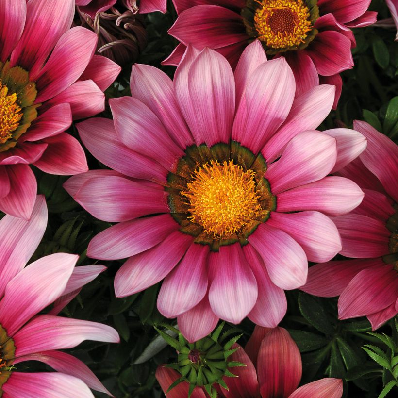 Gazania New Day Pink Shades (Flowering)