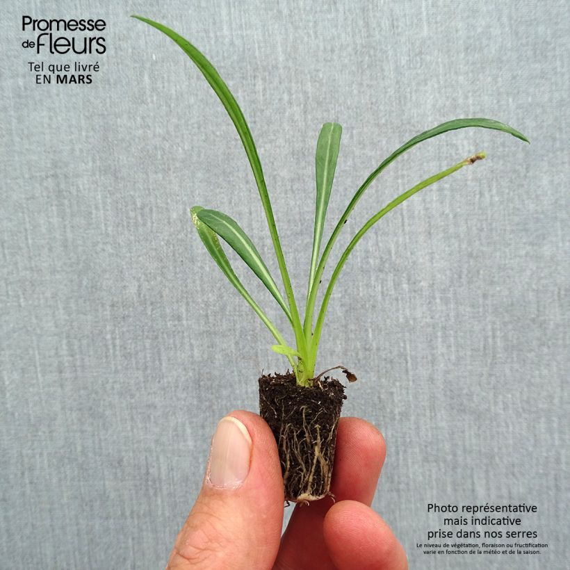 Example of Gazania New Day Pink Shades Mini-motte Ø 3/4 cm as you get in printemps
