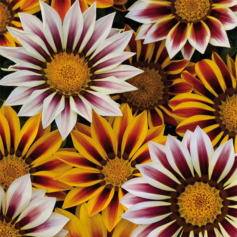 Gazania Big Kiss White Flame (Flowering)