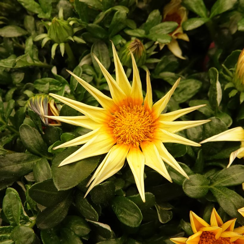 Graines de Gazania F1 Zany Sunny-Side Up  (Flowering)