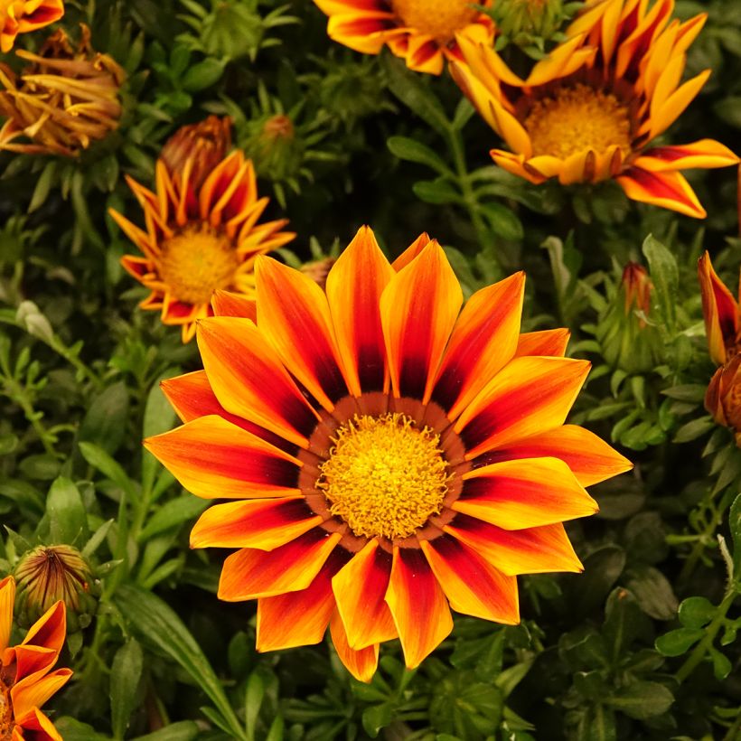 Graines de Gazania Zany F1 Orange Flame (Flowering)