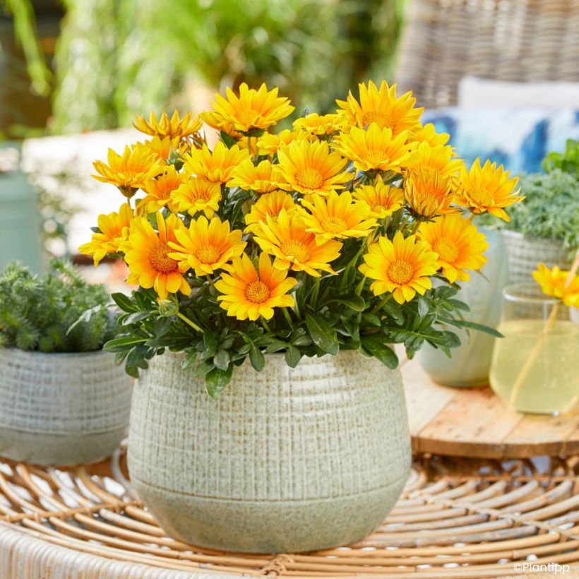 Gazania Suncarpet (Plant habit)