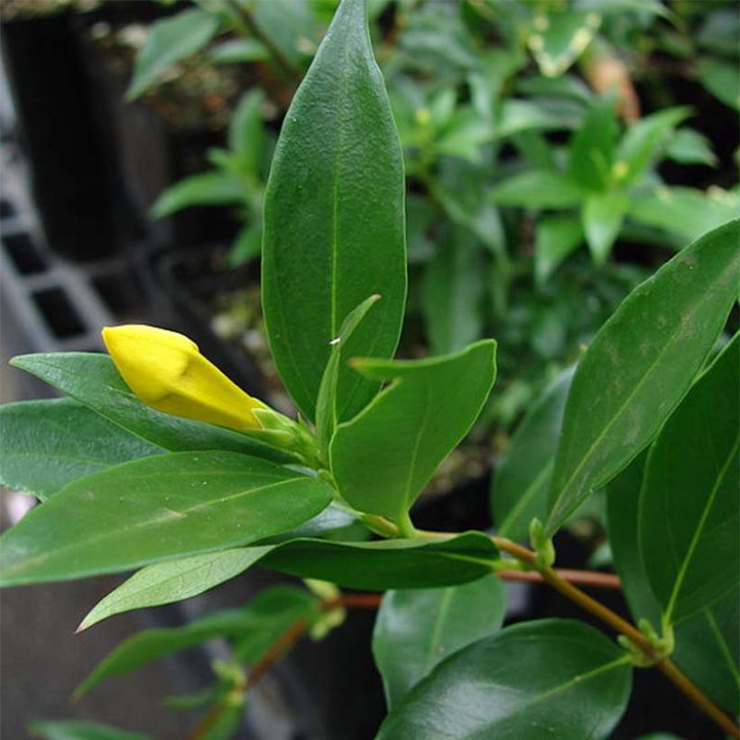 Jasmin de Virginie - Gelsemium sempervirens (Foliage)
