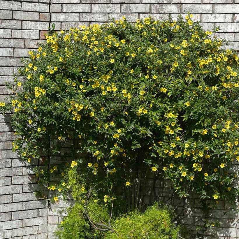 Jasmin de Virginie - Gelsemium sempervirens (Plant habit)