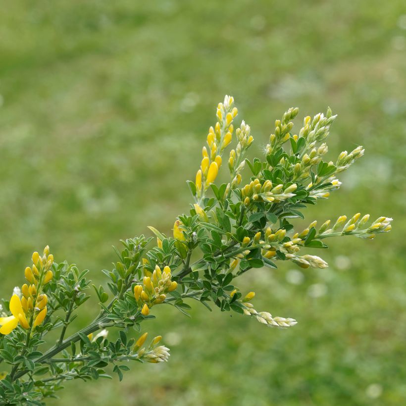 Genêt - Cytisus Golden Sunlight (Foliage)