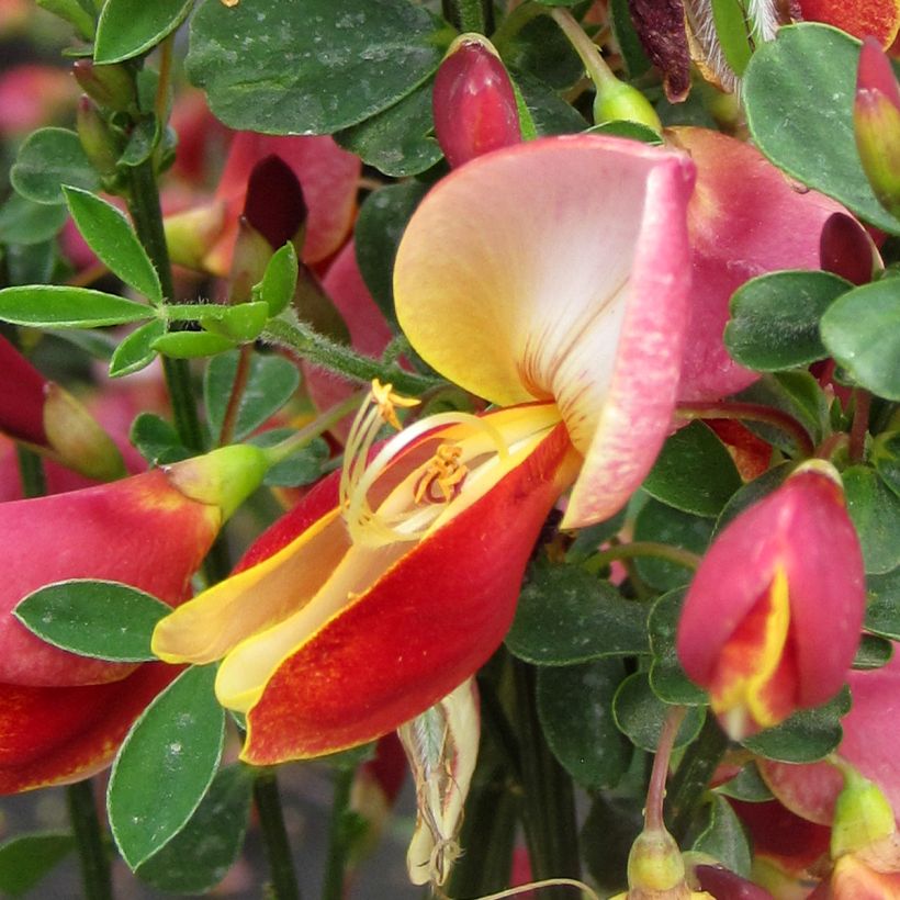 Genêt - Cytisus Maria Burkwood (Flowering)
