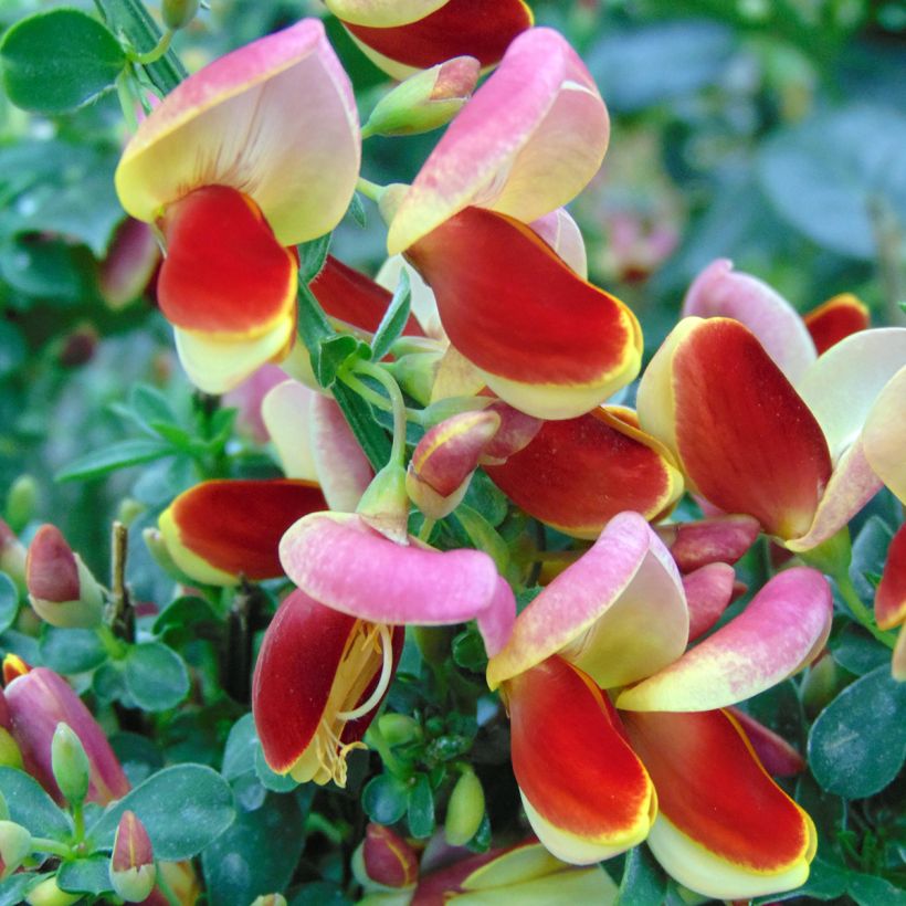 Genêt à balais - Cytisus scoparius Andreanus (Flowering)