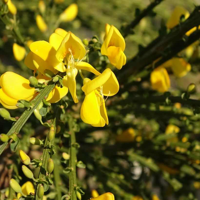 Genêt à balais sur tige - Cytisus scoparius Golden Tears (Flowering)