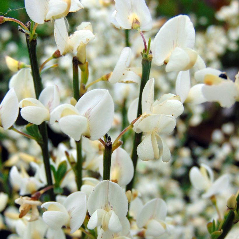 Genêt précoce - Cytisus praecox Albus (Flowering)