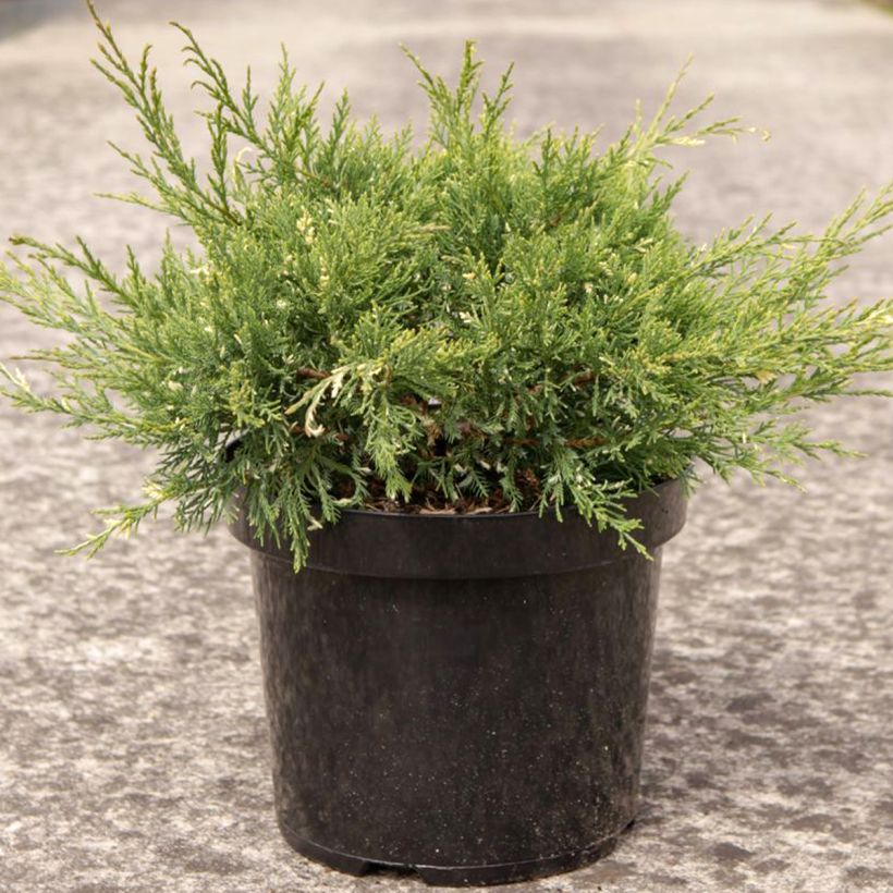 Genévrier - Juniperus pfitzeriana White Splash (Plant habit)