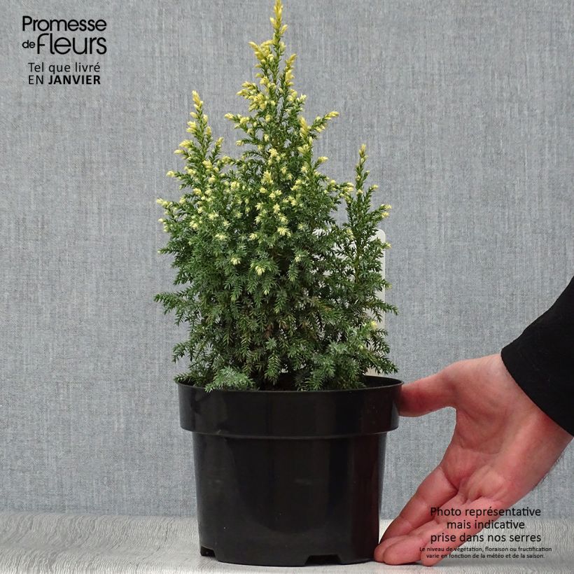 Example of Genévrier - Juniperus pingii Hulsdonk Yellow Pot de 2L/3L as you get in hiver