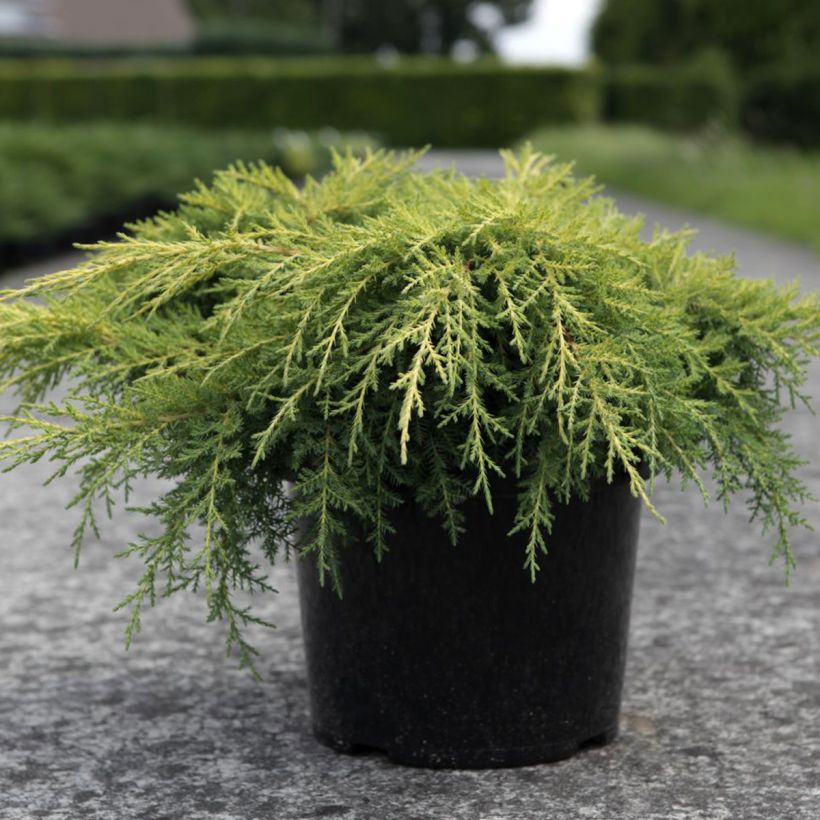 Genévrier - Juniperus x media Gold Star (Plant habit)