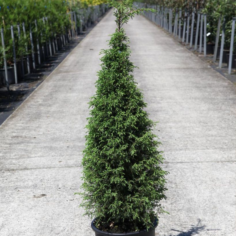 Genévrier commun - Juniperus communis Pyramidalis (Plant habit)