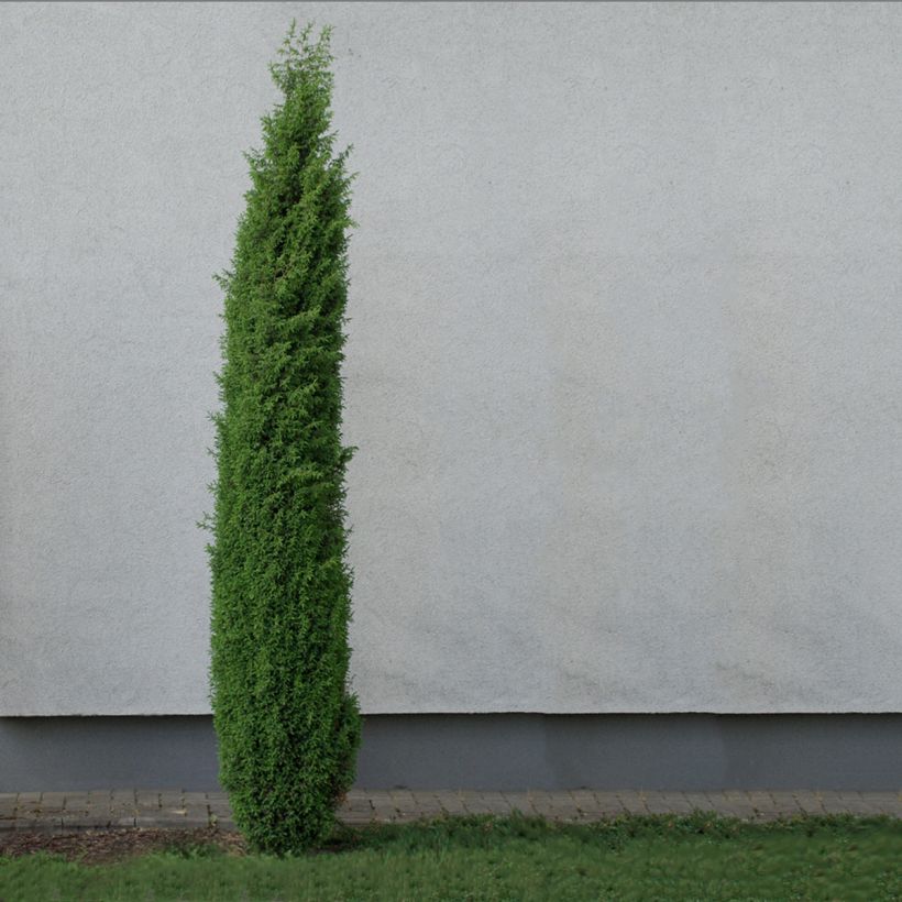 Genévrier commun - Juniperus communis Sentinel (Plant habit)