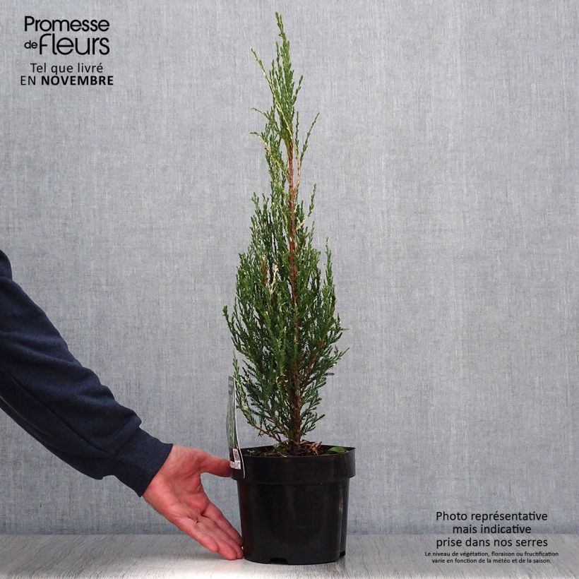 Example of Genévrier de Virginie - Juniperus scopulorum Blue Ivory  Pot de 2L/3L as you get in automne