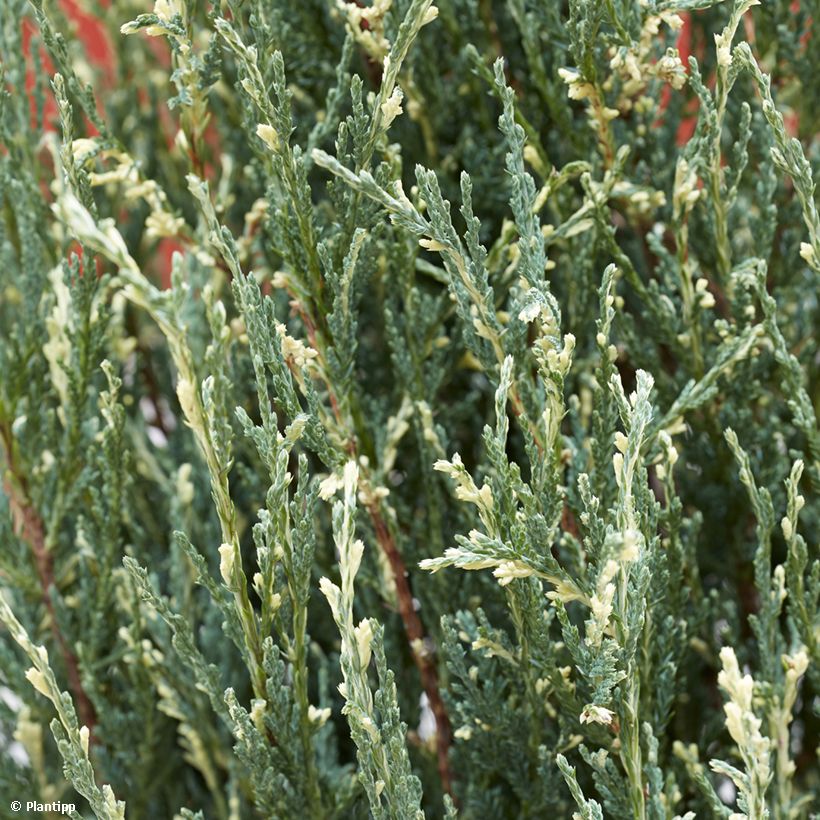 Genévrier de Virginie - Juniperus scopulorum Blue Ivory  (Foliage)