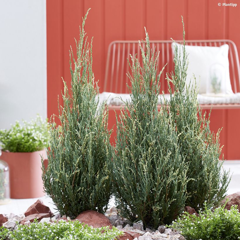 Genévrier de Virginie - Juniperus scopulorum Blue Ivory  (Plant habit)